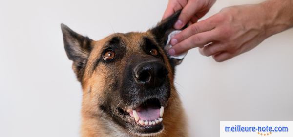 un propriétaire nettoie l'oreille de son chien