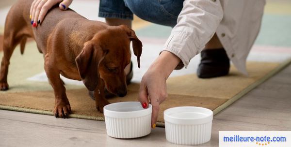 une femme donne de la nourriture à son chien