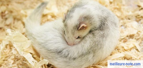 un furet blanc qui dort