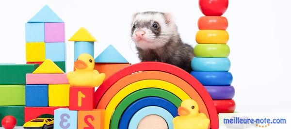 un furet avec des jouet