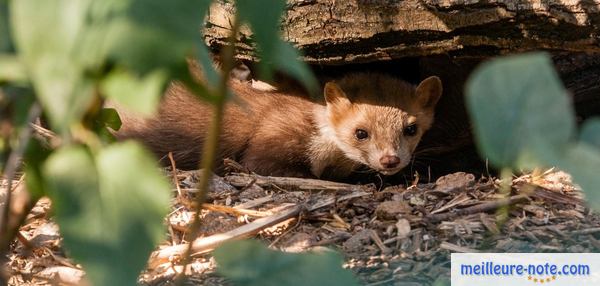 un furet dans le milieu naturel