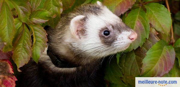 un furet dans un arbuste