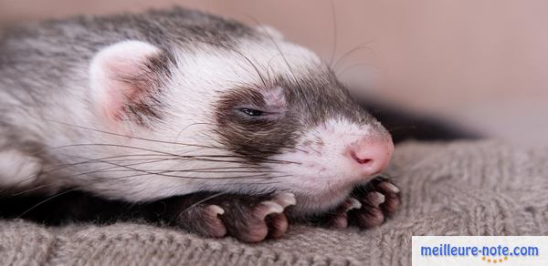 un furet gris dort