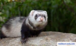 un furet se repose sur le pierre