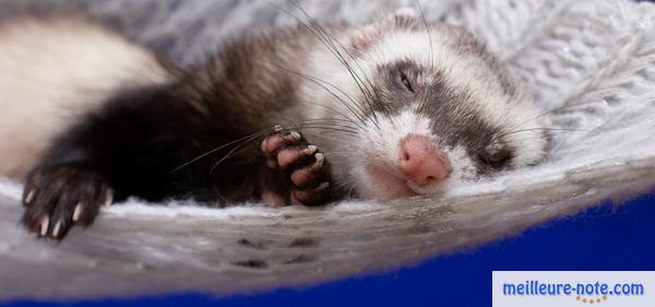 un furet qui dort