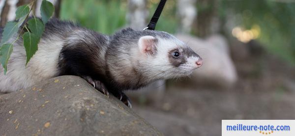 un furet dans le parc