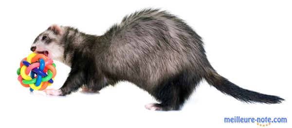 un furet gris apporte un jouet