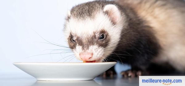 un furet mange dans une assiette