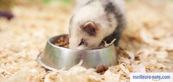 un furet mange dans sa gamelle