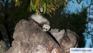 un furet monte sur l'arbre