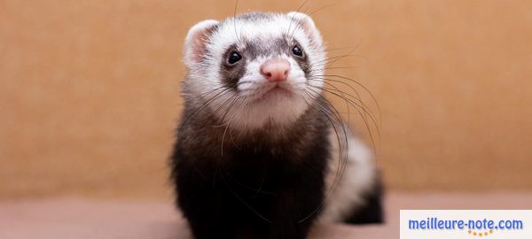 un beau furet noir et blanc