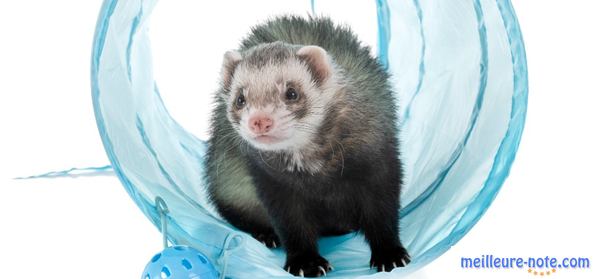 un furet dans un tunnel