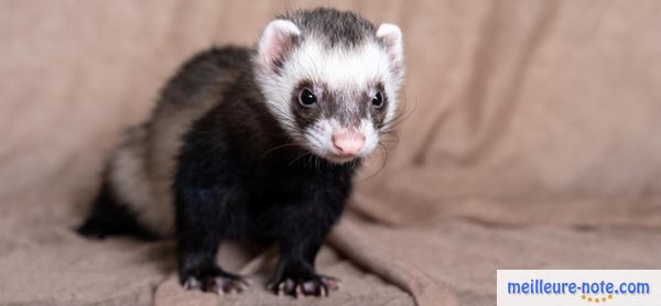 un furet noir et blanc se repose