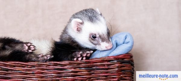 un beau furet dans un panier