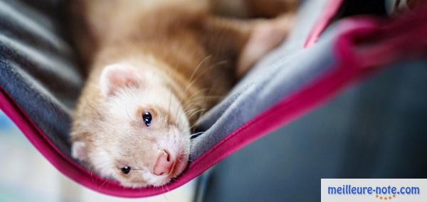 un furet dort sur son hamac