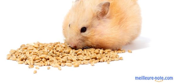 un hamster mange des graines