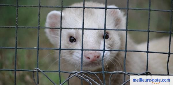 un furet blanc dans une cage