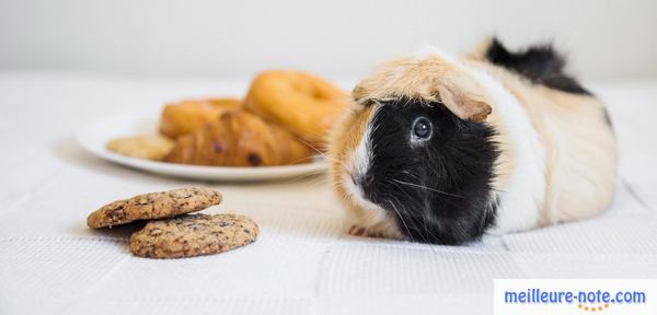 un hamster blanc noir près de la nourriture humain