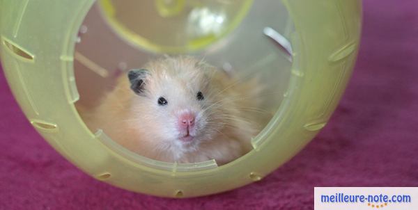 un hamster assis dans une boule