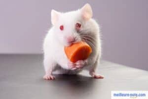 un hamster mange de la carotte