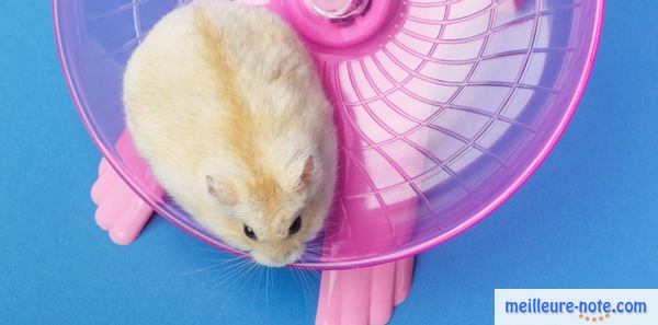 un hamster joue dans un disque