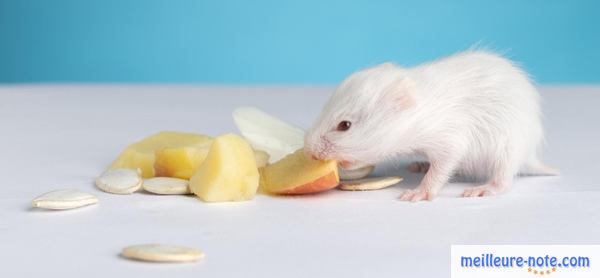 un hamster mange des fruits