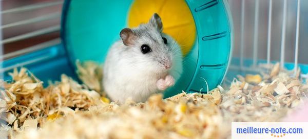 un hamster blanc dans une litière