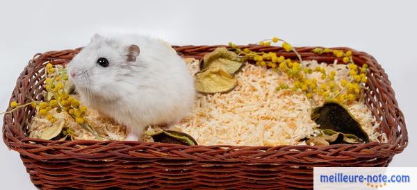 un hamster blanc dans un panier