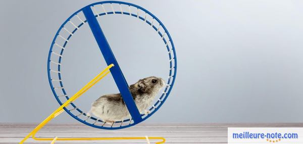 un hamster cours sur une roue 