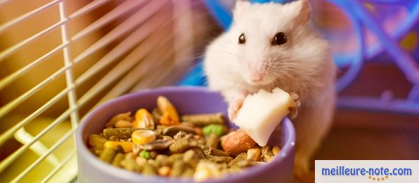 un hamster blanc mange dans sa gamelle