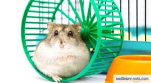 un hamster se repose dans une roue