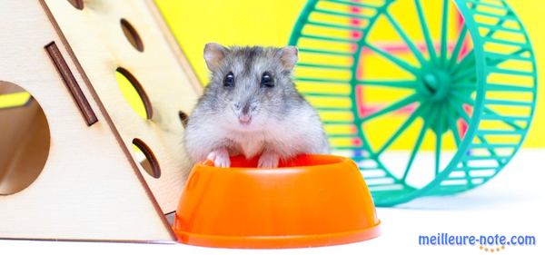 un hamster à coté de ses jouets