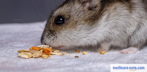 un hamster gris mange des graines