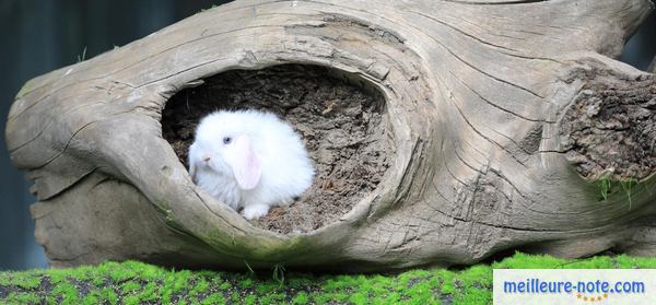 un hamster blanc joue sur un bois