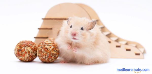 un joli hamster près de sa nourriture