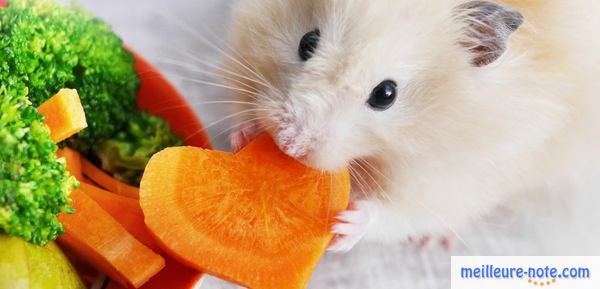 un hamster mange de la carotte