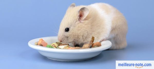 un hamster blanc mange des friandises