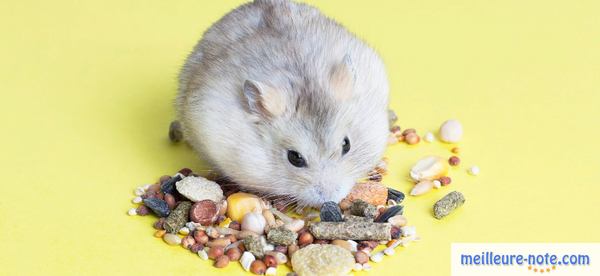 un hamster mâche des friandises