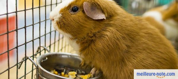 un hamster marron avec sa gamelle