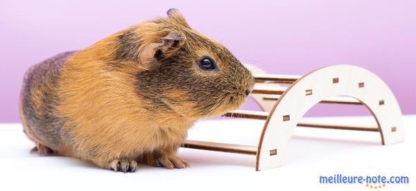 un hamsters marron près du petit pont