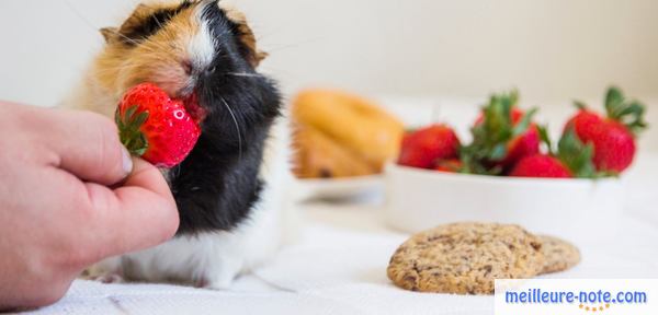 un homme donne de la fraise à son hamster