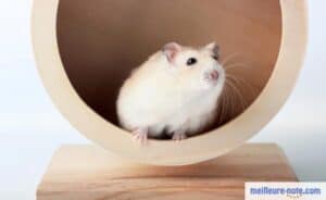 un hamster blanc dans une roue en bois