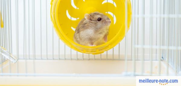 un hamster se repose sur une roue