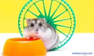 un hamster gris dans une roue avec sa gamelle