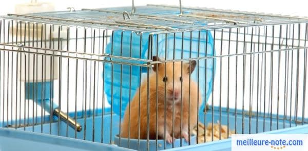 un hamster roux dans une cage