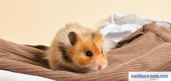 un hamster se repose sur son lit