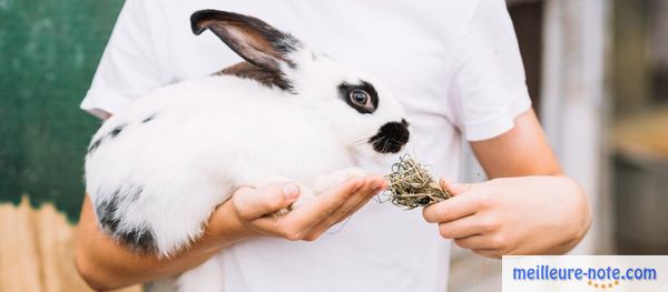 un homme donne du foin à son lapin