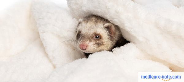 un furet dans une couverture