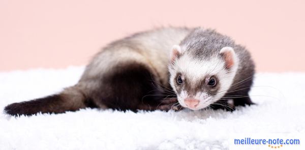 un furet blanc et noir sur un tapis