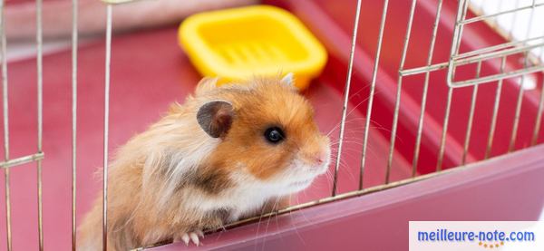 un hamster roux dans sa cage